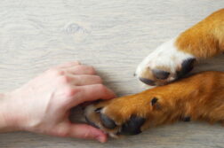 Eine Hand umschließt leicht eine Hundepfote.