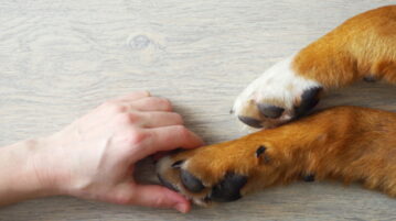 Eine Hand umschließt leicht eine Hundepfote.