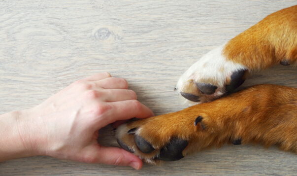 Eine Hand umschließt leicht eine Hundepfote.
