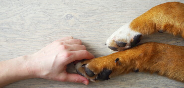Eine Hand umschließt leicht eine Hundepfote.