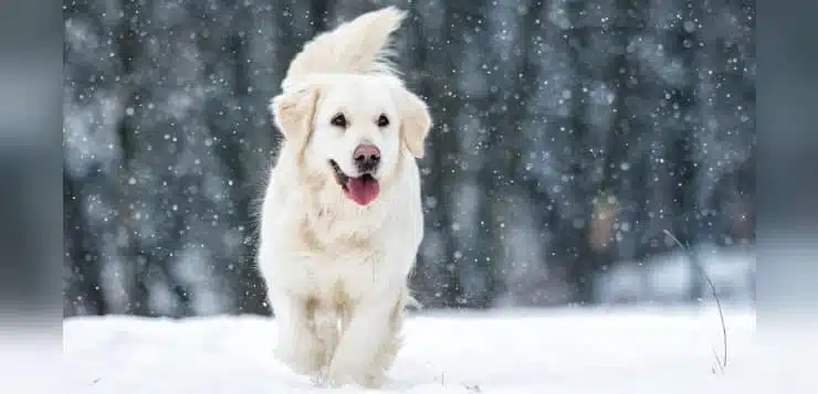 Retriever im Schnee