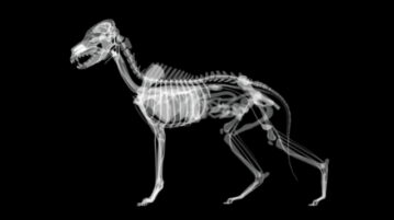 Röntgenaufnahme vom ganzen Körper eines großen, ausgewachsenen Hundes