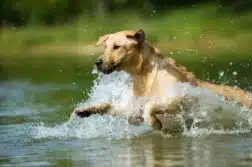 Ein blonder Labrador Retriever rennt ins Wasser eines Sees.