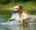 Ein blonder Labrador Retriever rennt ins Wasser eines Sees.