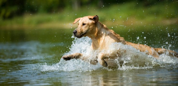 Ein blonder Labrador Retriever rennt ins Wasser eines Sees.