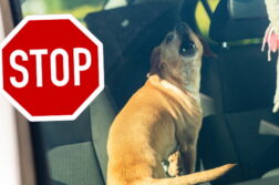 Hund in verschlossenem Auto