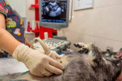 Bei einem rücklings liegenden Hund wird beim Tierarzt ein Ultraschall in der Bauchregion durchgeführt.