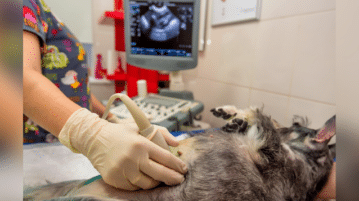 Bei einem rücklings liegenden Hund wird beim Tierarzt ein Ultraschall in der Bauchregion durchgeführt.