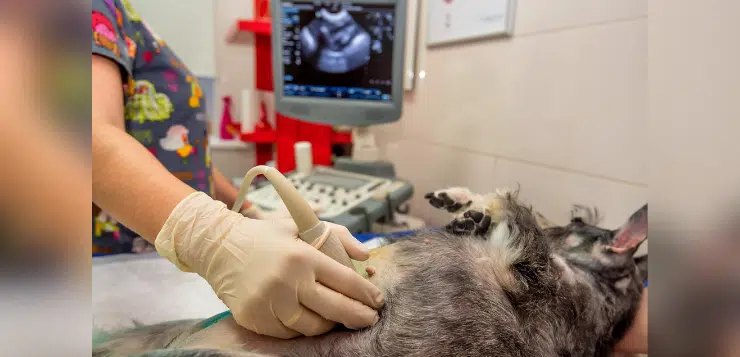 Bei einem rücklings liegenden Hund wird beim Tierarzt ein Ultraschall in der Bauchregion durchgeführt.