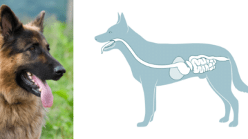 Links ein Foto eines Deutschen Schäferhundes. rechts eine Zeichnung, die den Verdauungstrakt des Hundes zeigt.