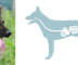 Links ein Foto eines Deutschen Schäferhundes. rechts eine Zeichnung, die den Verdauungstrakt des Hundes zeigt.