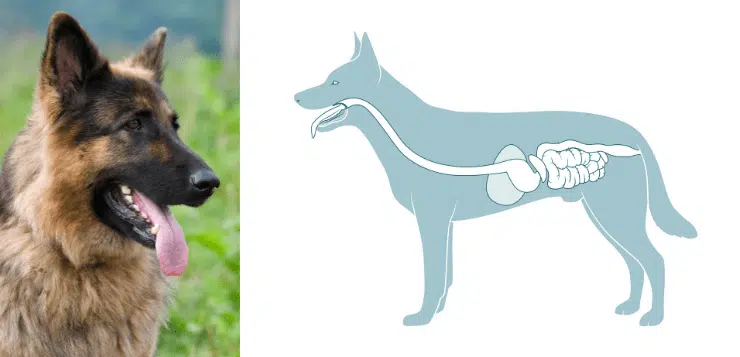 Links ein Foto eines Deutschen Schäferhundes. rechts eine Zeichnung, die den Verdauungstrakt des Hundes zeigt.