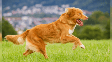 Ein Nova Scotia Duck Tolling Retriever rennt über eine Wiese. Er ist von der Seite zu sehen.