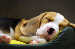 Ein junger Beagle liegt schlafend in seinem Hundebett.