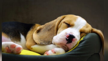 Ein junger Beagle liegt schlafend in seinem Hundebett.