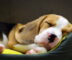 Ein junger Beagle liegt schlafend in seinem Hundebett.