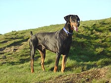 Hunde-Horoskop – Skorpion