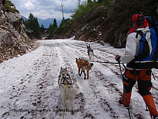Hundebekleidung mit High-Tech