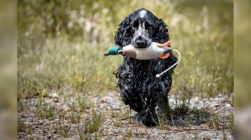 Spaniel apportiert