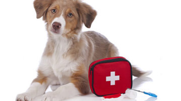 Erste Hilfe: Hund im Notfall richtig versorgen