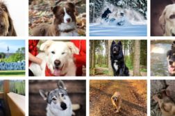 Gewinner-Hundefotos 2020