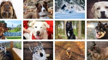Fotowahl: Alle 12 Gewinner des Jahres 2020 Gewinner-Hundefotos 2020