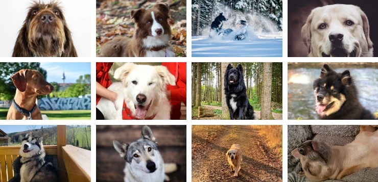 Gewinner-Hundefotos 2020