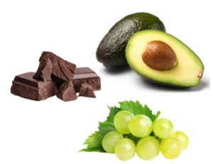 Schokolade, Avocado und Trauben gehören zu den für Hunde giftigen Lebensmitteln.