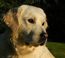 Hunde-Horoskop – Zwillinge