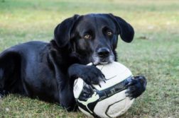 Hund mit Fußball