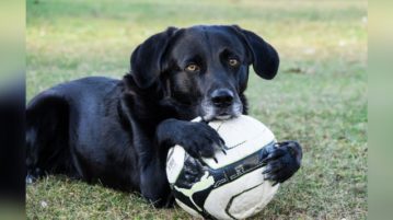 Abwechslungsreiche Freizeitgestaltung mit Hund Hund mit Fußball