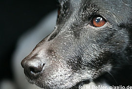 Mit 147 Hundejahren gestorben