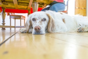 Hund im Restaurant: So ist er ein gern gesehener Gast!