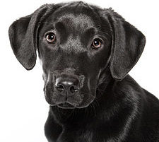 Hunde und Teebaumöl