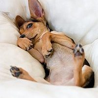 Hunde-Wellnessbereich