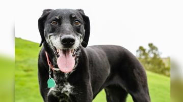 Hundesenior