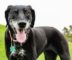 Hundesenior