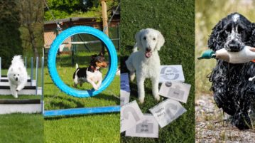 Hundesportarten in der Übersicht & hilfreiche Tipps für die Gesundheit