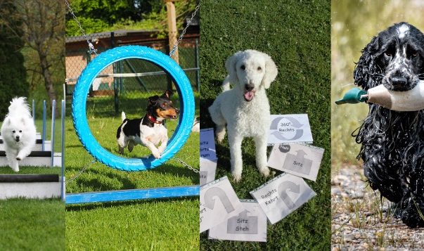 Neues Jahr, neuer Sport? Hundesportarten in der Übersicht & hilfreiche Tipps für die Gesundheit