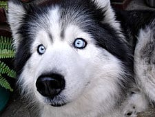 Hunde-Ernährung: Essentielle Fettsäuren