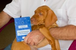 Welpe mit seinem Heimtierausweis beim Tierarzt
