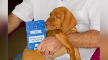 Welpe mit seinem Heimtierausweis beim Tierarzt