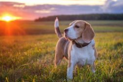 Beagle steht auf Wiese bei Sonnenuntergang