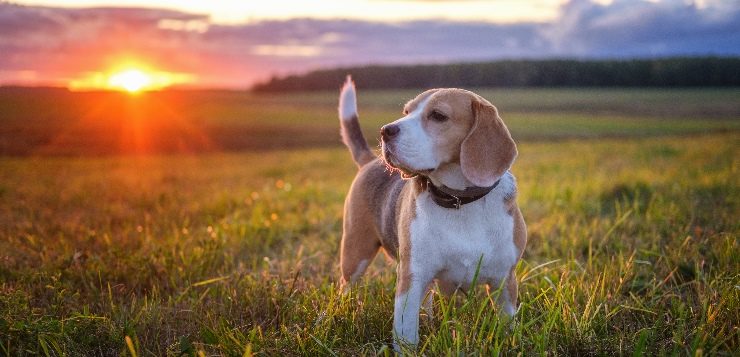 Beagle steht auf Wiese bei Sonnenuntergang