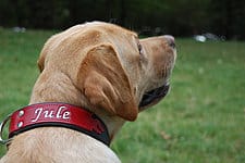 Hundebekleidung: Accessoires