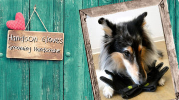 Unser Lieblingsstück: HandsOn Gloves – Pflegehandschuhe für Hunde