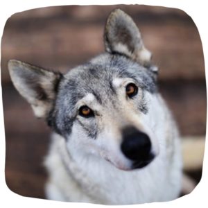 Wolfshuendin