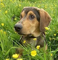 Hund & Bio-Lifestyle