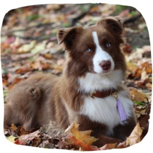 Miniature American Shepherd