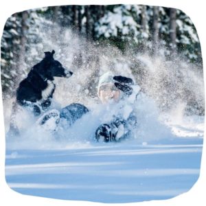 Border Collie